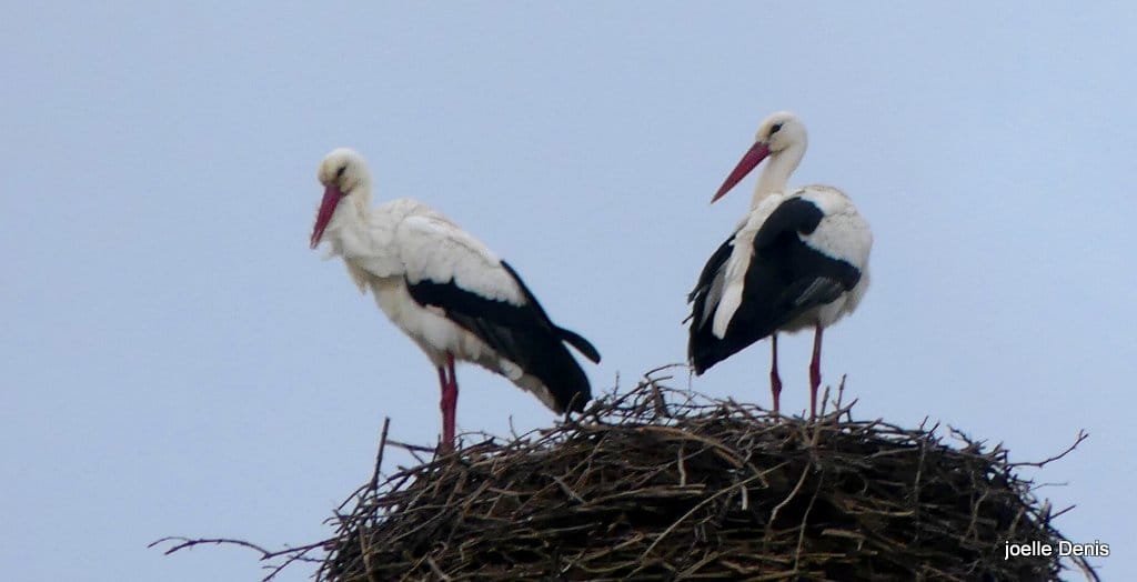 Cigognes le Gorgeais Marais de Lairoux