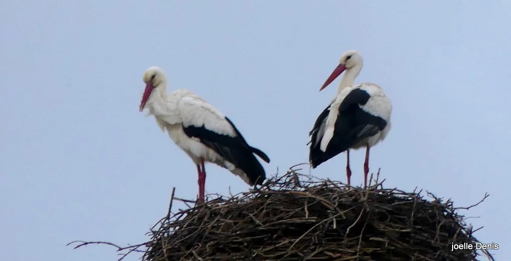 Cigognes le Gorgeais Marais de Lairoux