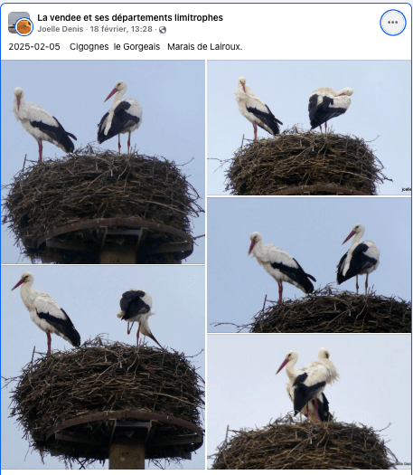 cigognes