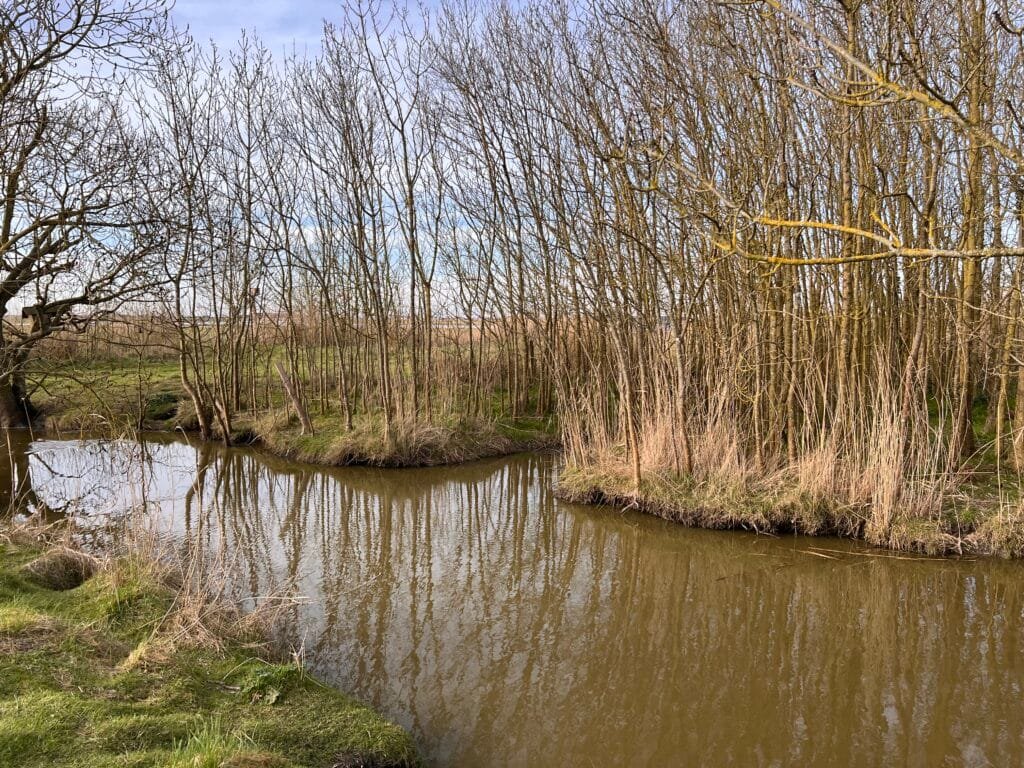 Vue panoramique des marais, avec ses étendues d’eau et ses prairies, témoignant de la richesse de cet écosystème fragile.