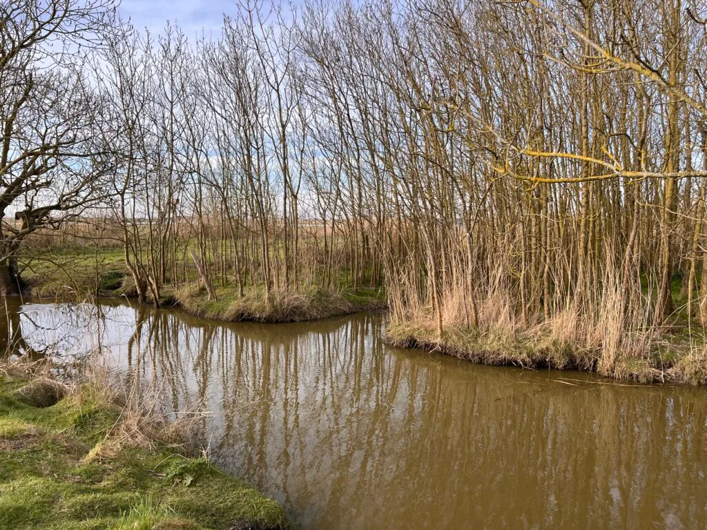 Vue panoramique des marais, avec ses étendues d’eau et ses prairies, témoignant de la richesse de cet écosystème fragile.