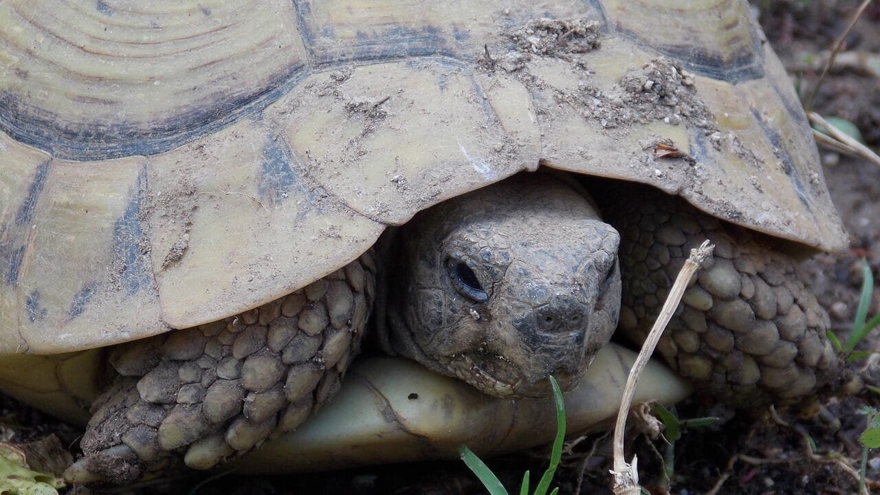 Tortue